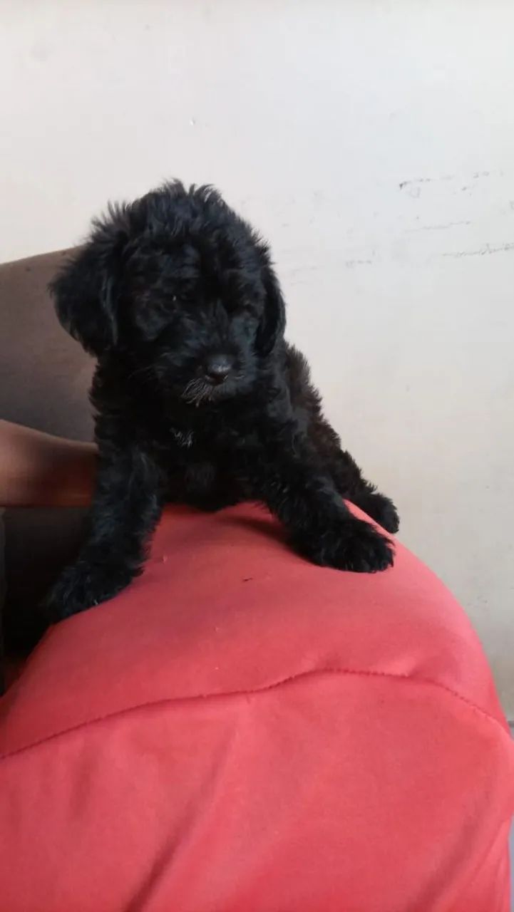 Cachorro  - Foto 2
