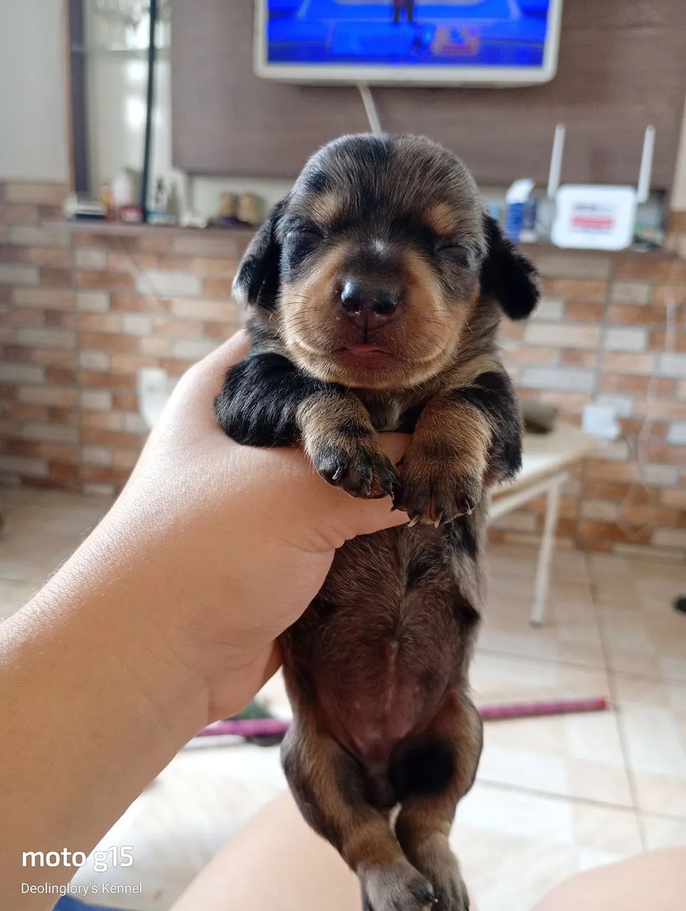 Dachshund mofadinhos