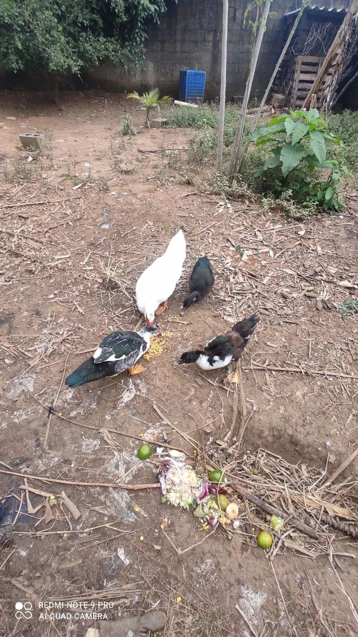 Pato - Foto 3