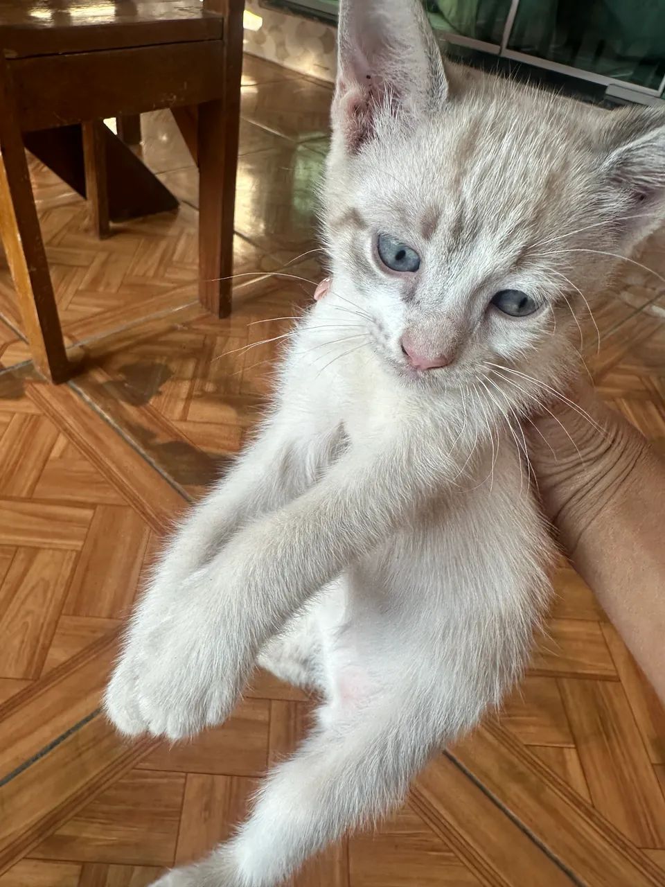 Adoção de gatos  - Foto 2