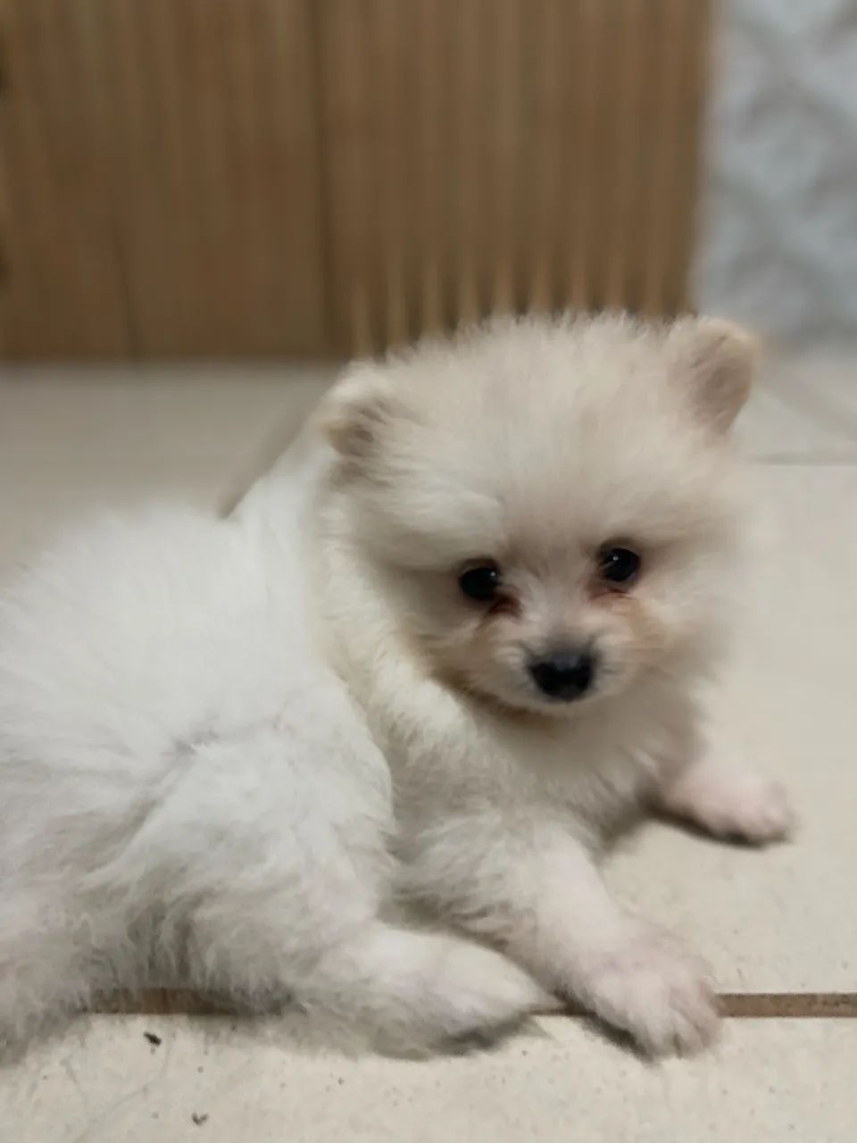Spitz Alemão  - Foto 5