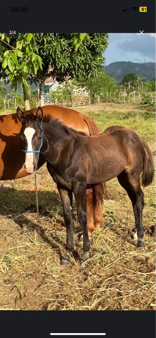 Potra Zaína Quarto de Milha