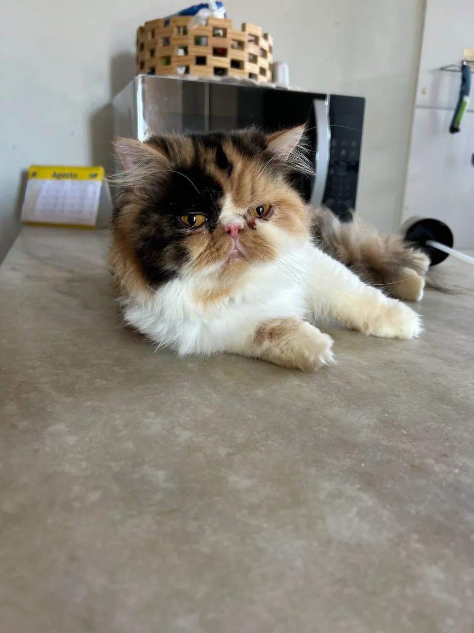 Gato persa  - Foto 4