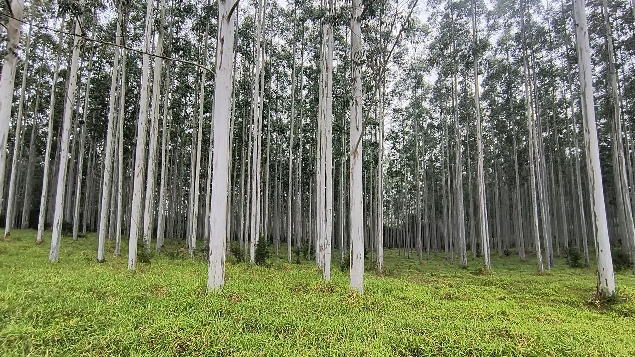 Venda de Mato Floresta de Eucalipto - 12 hectares - Sentinela do Sul  - Foto 3