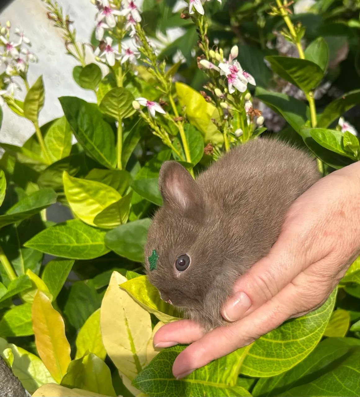Mini Coelho - Netherland Anão - Foto 6