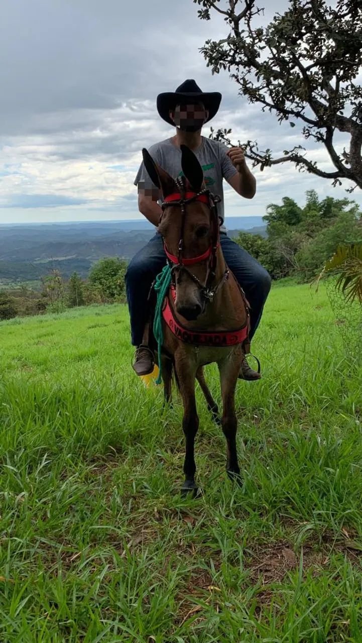 MULA DE PATRAO - Foto 4