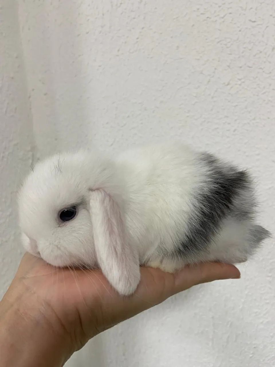 mini lop - Foto 2