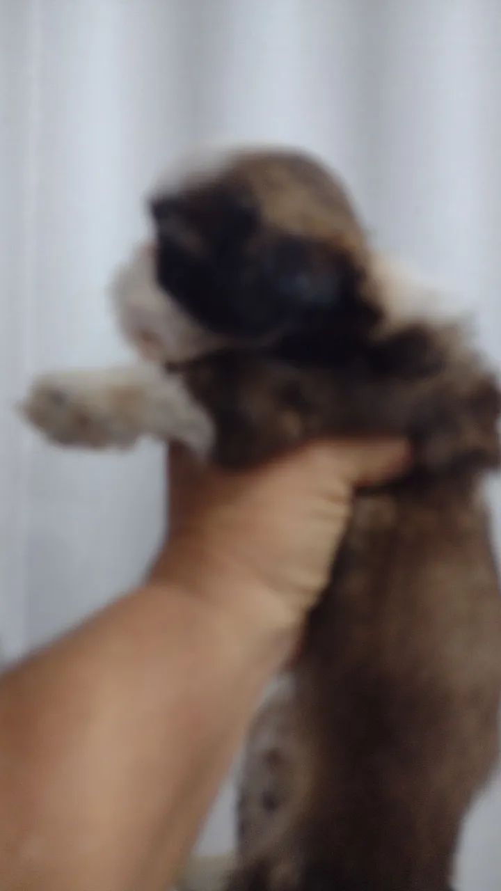 Pet - Foto 2