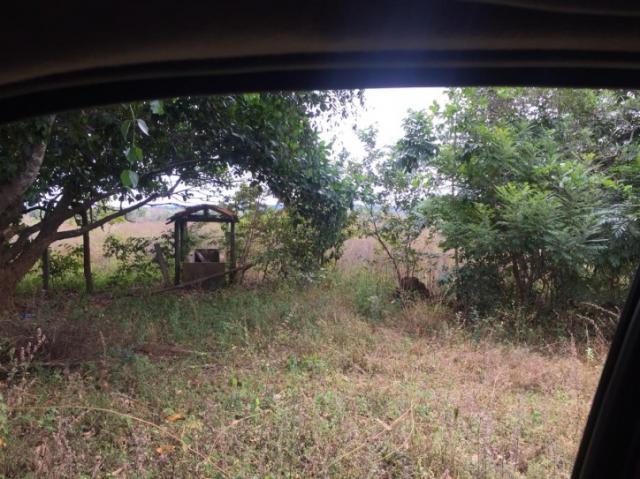 FAZENDA A VENDA EM MATO GROSSO (Dupla Aptidão) - Foto 12