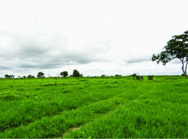 FAZENDA A VENDA EM MS. PANTANAL ALTO ( Pecuária) - Foto 9