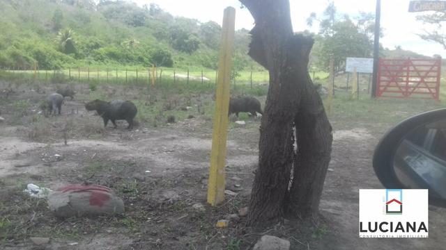 Área em Chã Grande com bastate água (Cód.: 9f2e3e) - Foto 6