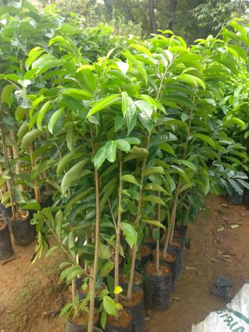 Diversas mudas e plantas - Foto 4