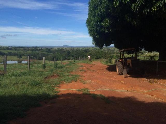 100 Alq. Planta 20 Vermelha Formada Montada Represa na Porta Iporá GO - Foto 2
