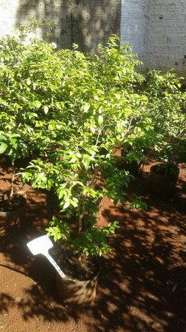 Frutíferas com Frutos-limão taiti, rosa, galego, pokan, jabuticaba-Coco anão Produzindo - Foto 5