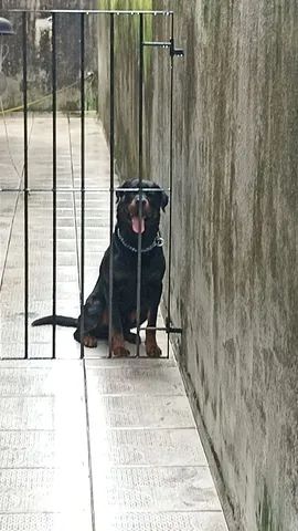 Cachorro  - Foto 4