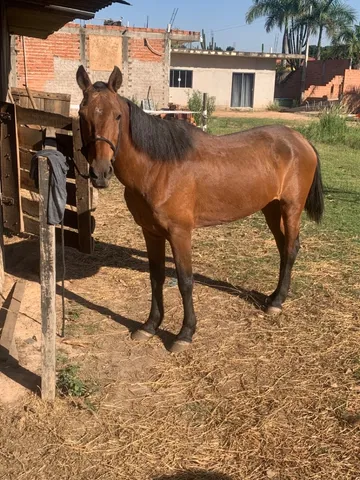 Traia de cavalo  +63 anúncios na OLX Brasil