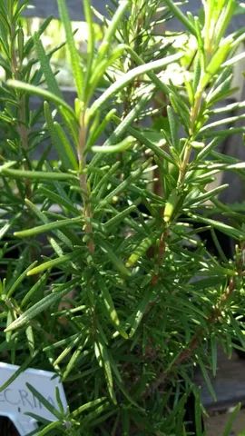 MUDAS DE TEMPEROS VARIADOS  - Foto 3