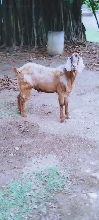 Bodinho anglo nubiano  - Foto 2