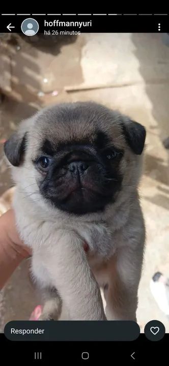 Filhote Pug Fofo - Foto 5