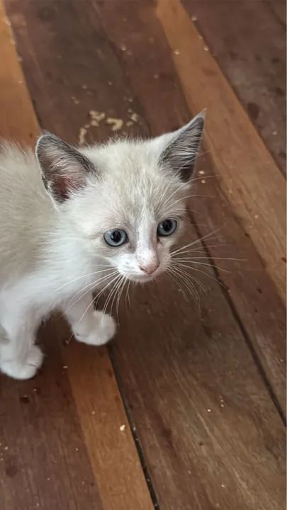 Gatinhos filhotes disponíveis para adoção - Foto 2