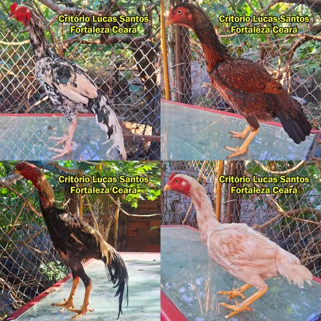 Galinhas aqui - Foto 2