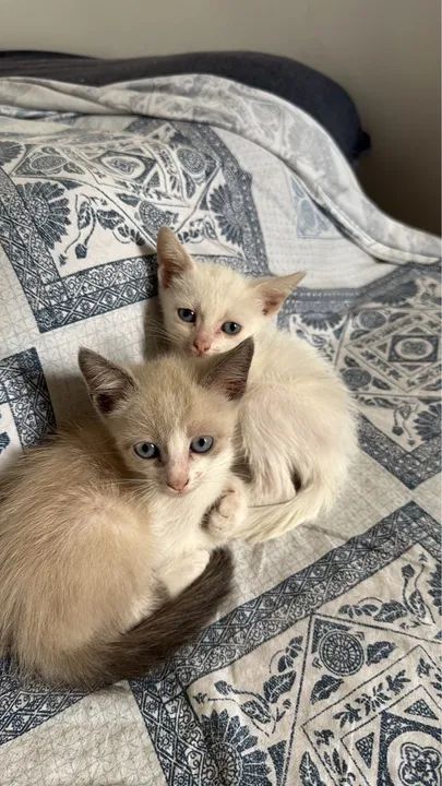 Gatinhos filhotes disponíveis para adoção - Foto 5