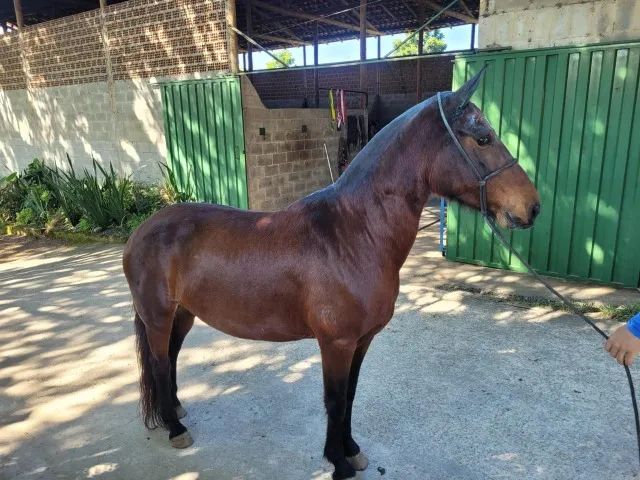 Égua Mangalarga Marchador - Castanha - Baixei para vender - Foto 2