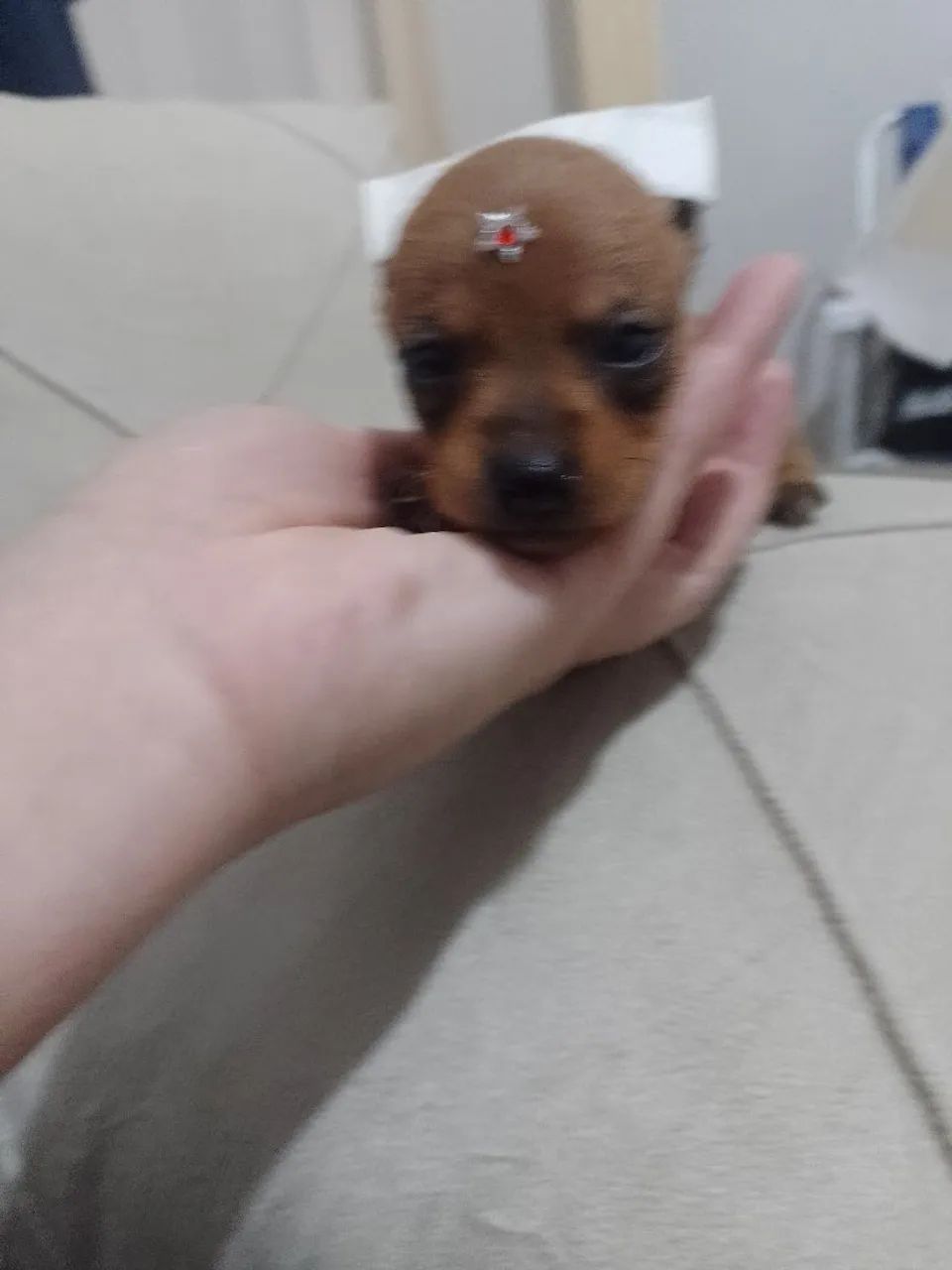 Pinscher zero fêmea  - Foto 4