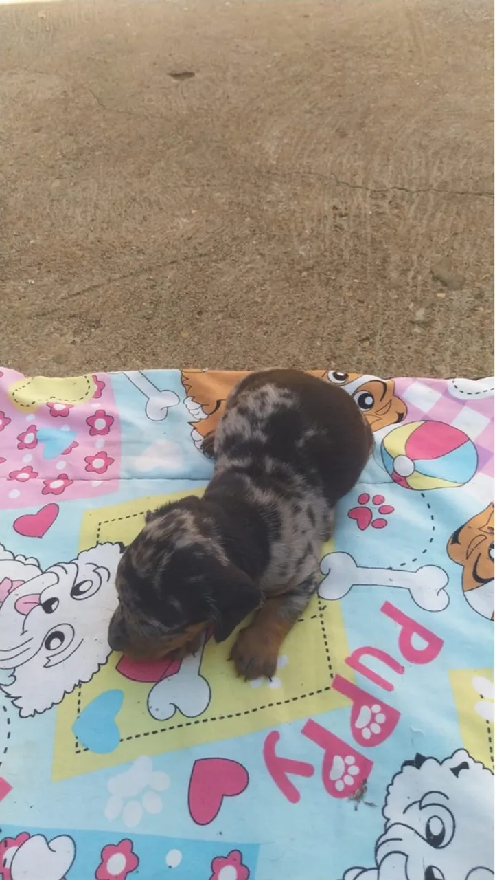 Filhote de Dachshund disponível!