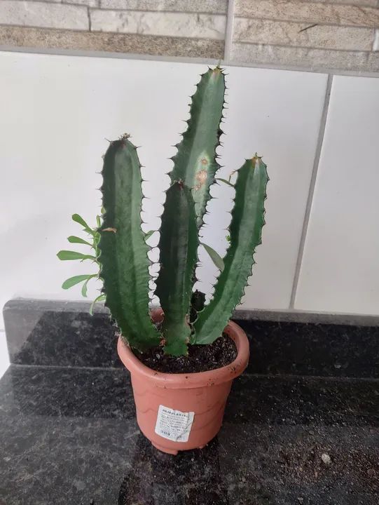 Cacto mandacaru em vaso