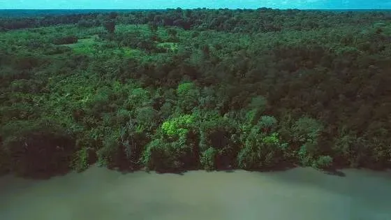 Excelente Fazenda no Acará de 916 Hectares - LT0017WG