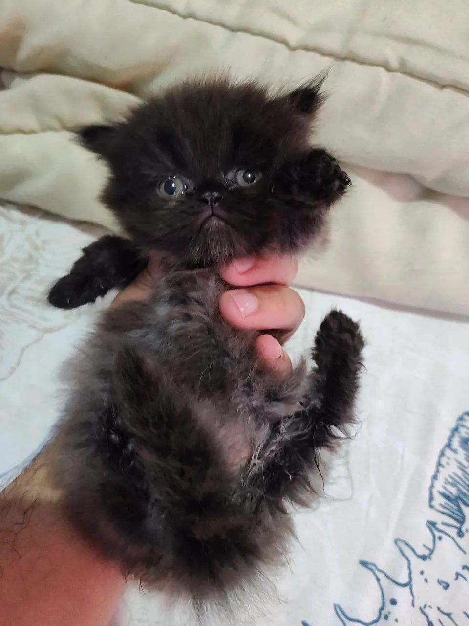 Bebês persas disponíveis  - Foto 4