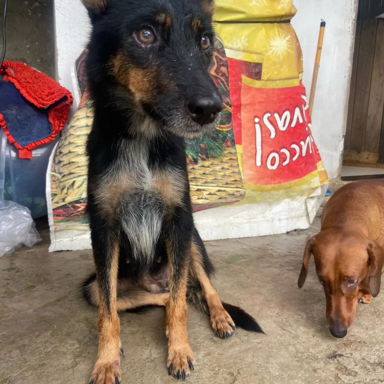 Mistura de Alemão para Adoção - Foto 3