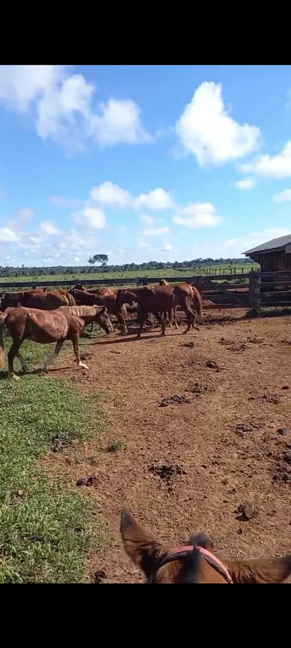 Cavalos para Agropecuária