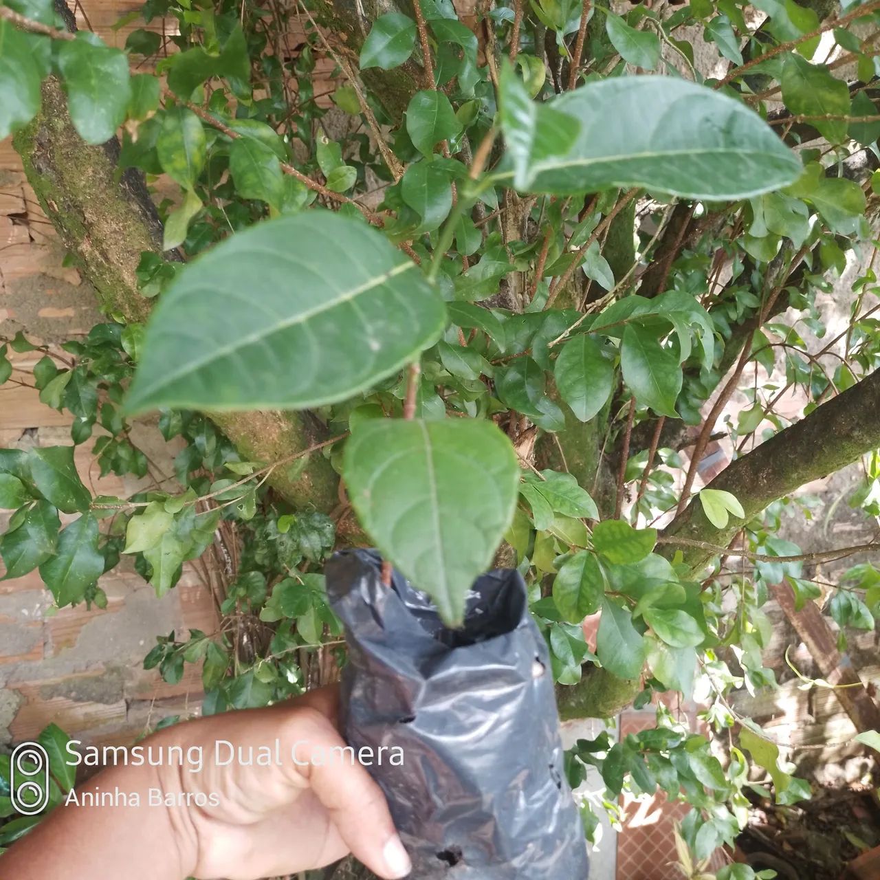 Muda de Jaca mole não exertada - Foto 3