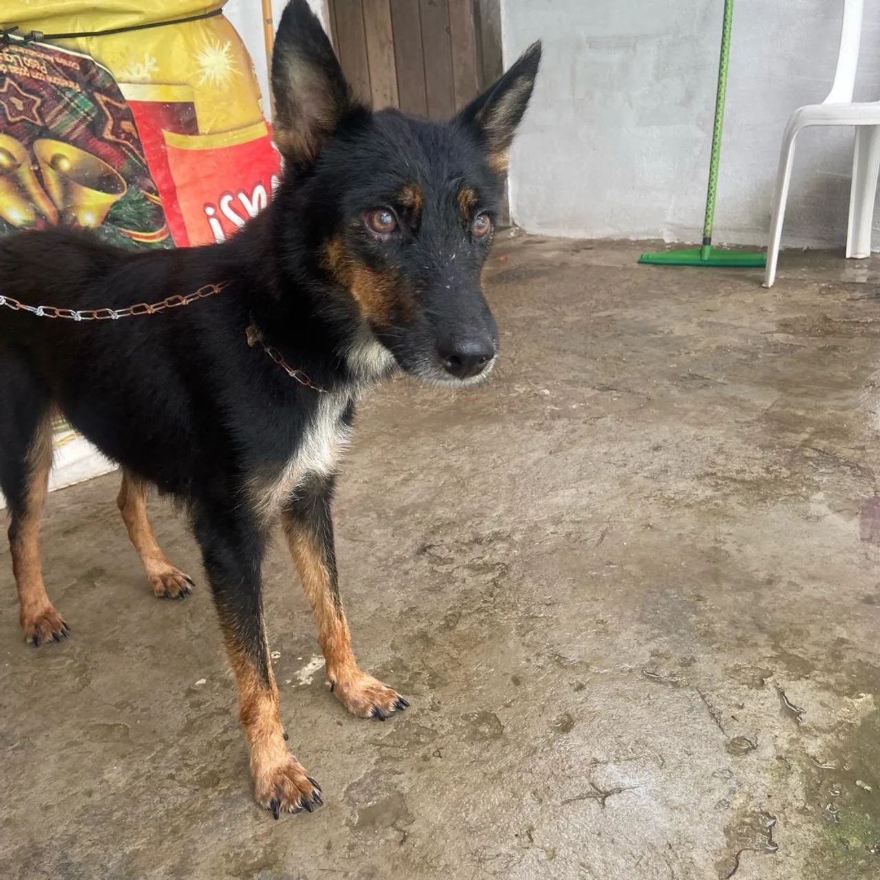 Mistura de Alemão para Adoção