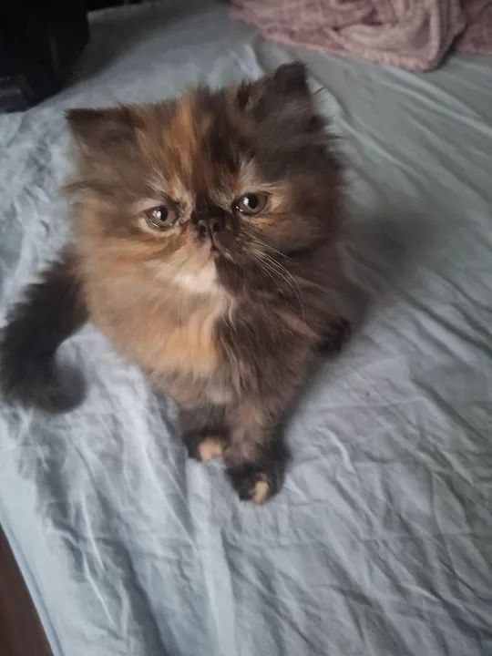 Vende-se gatinhos persas filhotes - Foto 2