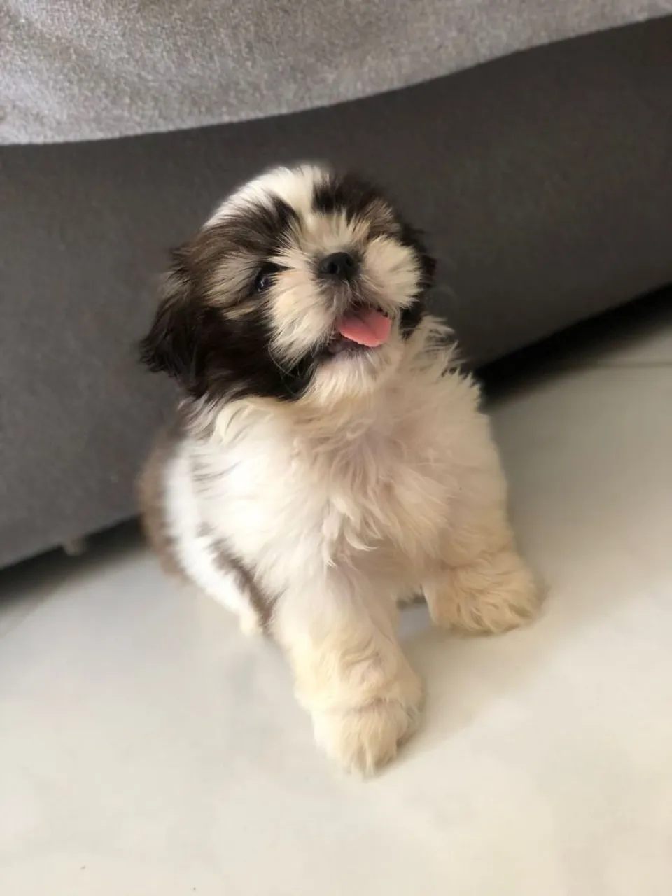Filhote Shih Tzu 