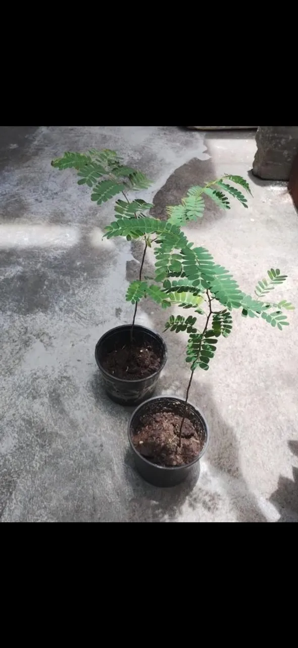 Muda de tamarindo