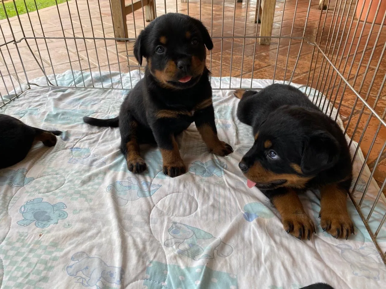 Rottweiler dóceis e companheiro para família
