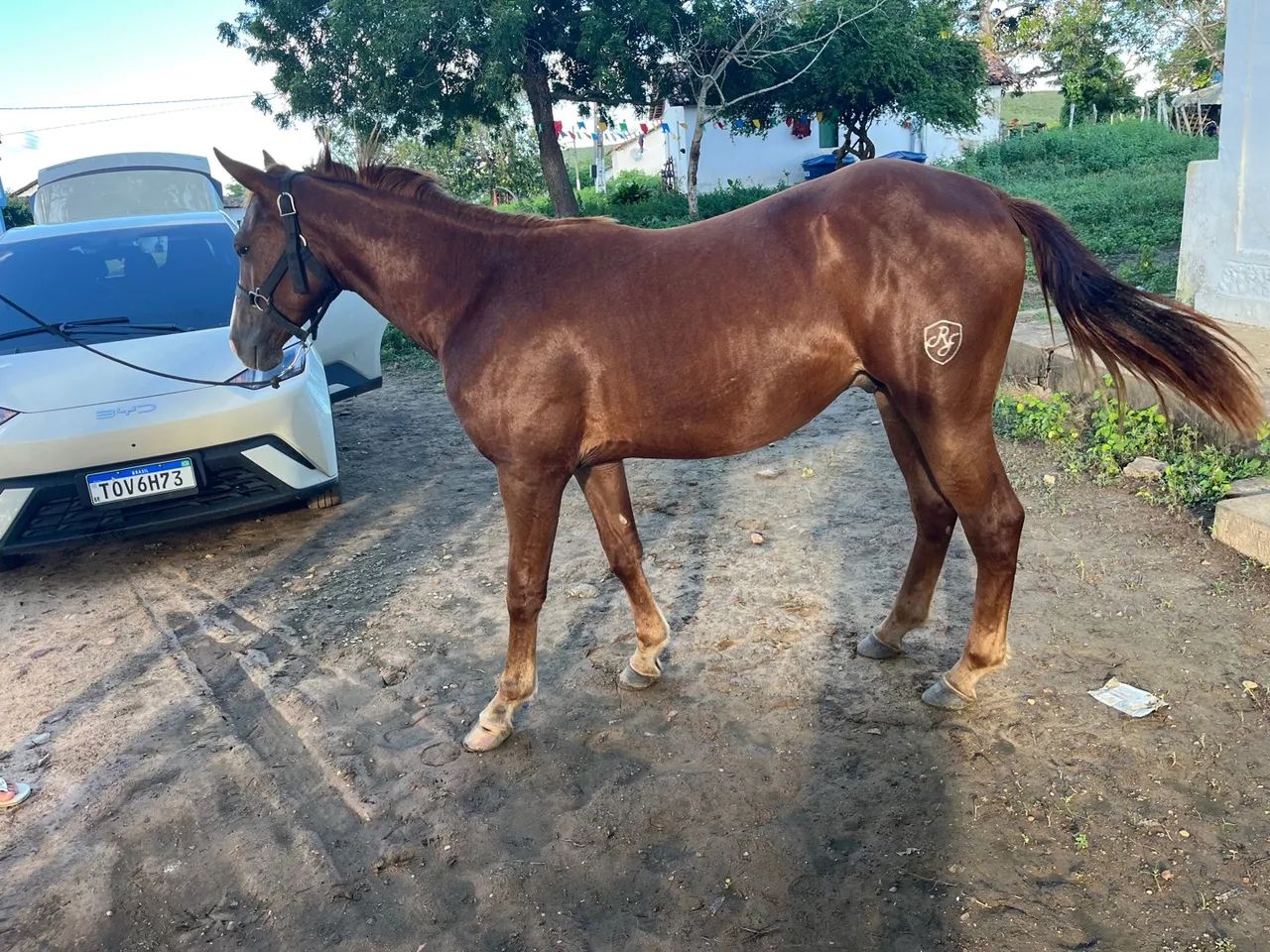 Potro Puro Quarto de milha 