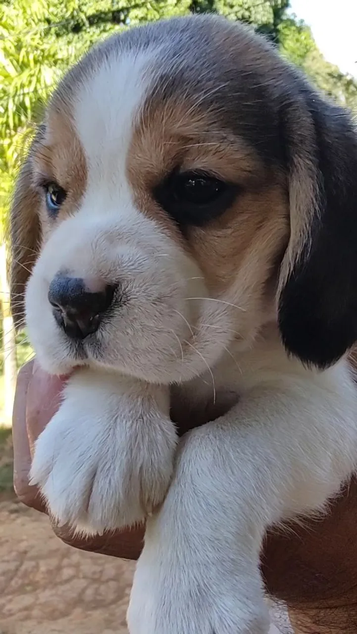 Luxuosos Filhote de Beagle de genética importada