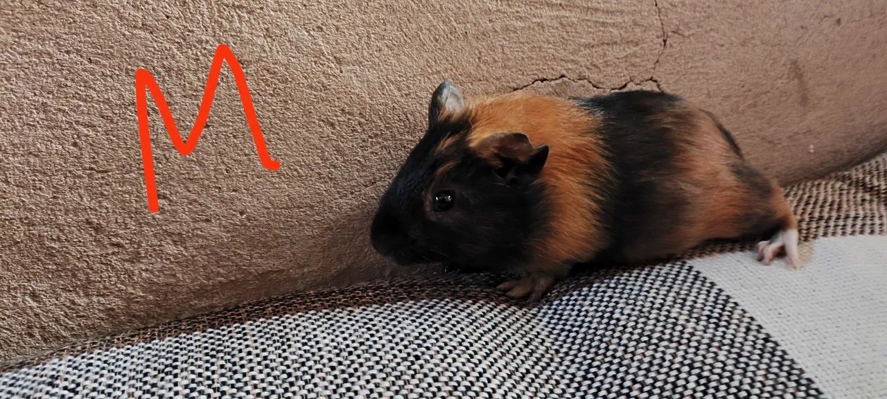 Porquinho da índia  - Foto 3