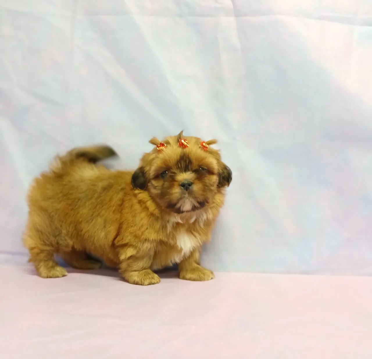SHIH TZU - LINDOS FILHOTES