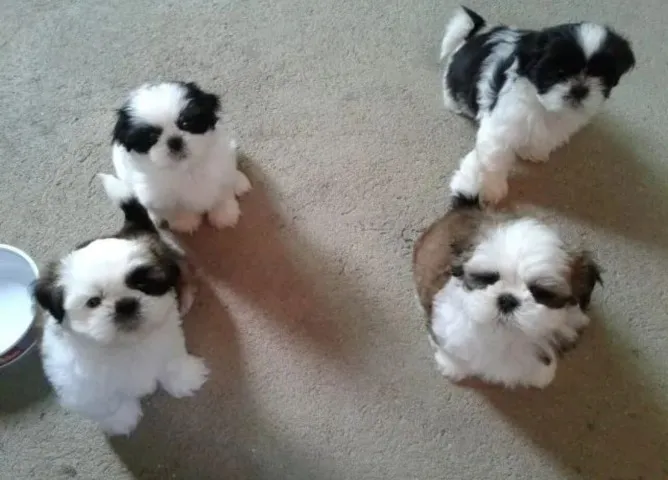 SHIH TZU FÊMEAS, BRANCA COM CHOCOLATE, VACINADAS,VERMIFUGADAS,PEDIGREE. EM 12X SEM JUROS.