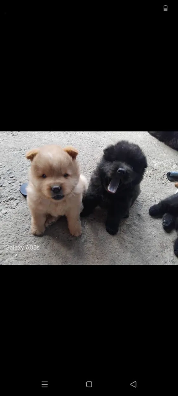 filhotes de Chow Chow