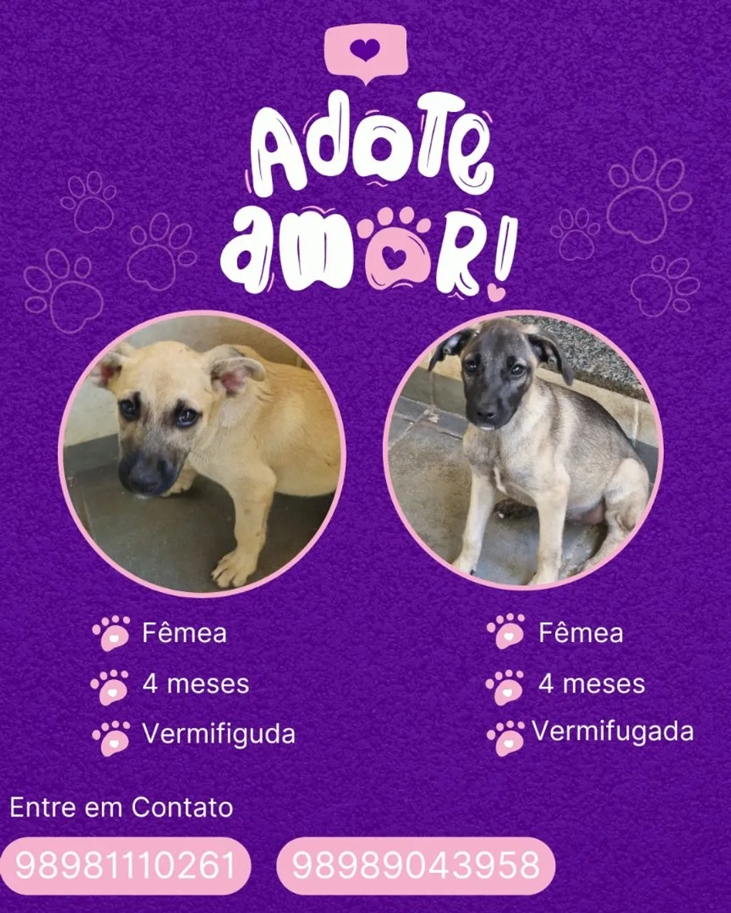 Filhotes fêmeas para adoção - 4 meses