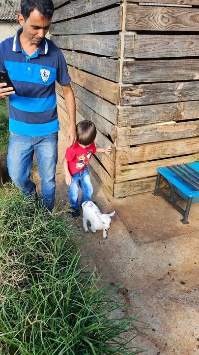 Linda Mini cabra a venda