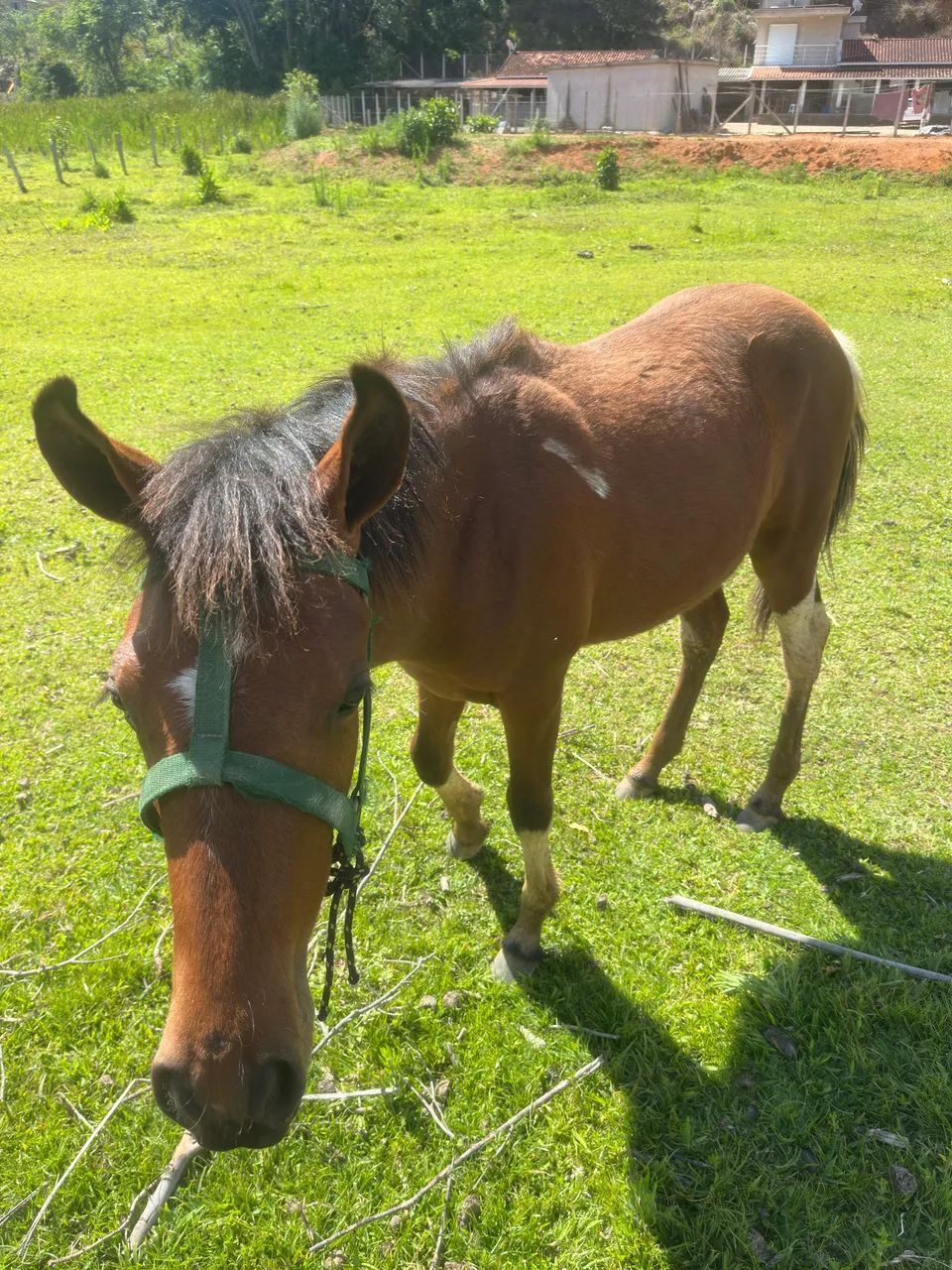 Vendo  cavalos manga larga - Foto 3