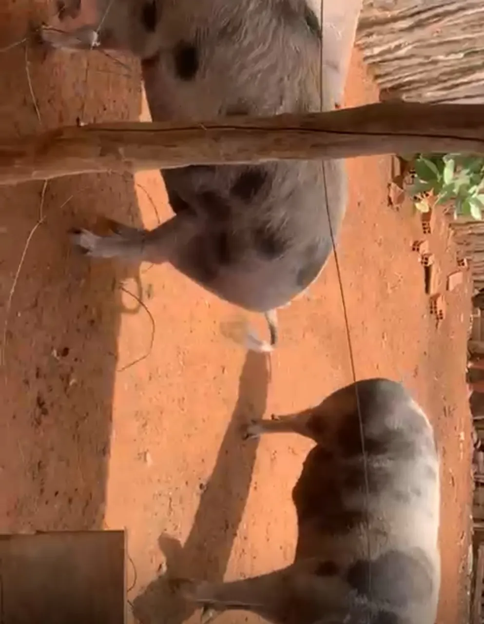TEMOS PORCOS DE TODOS OS TAMANHOS